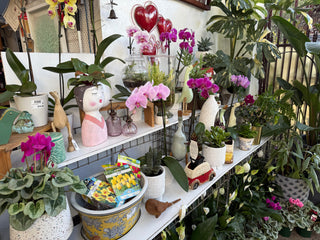Terrariums, Bonsai & Collectables