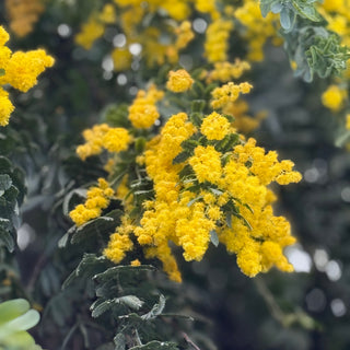 Acacia's