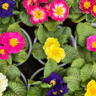 Potted Colour & Punnets