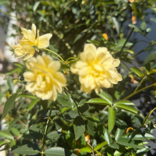 Roses