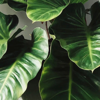 Plants