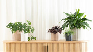 Potted
