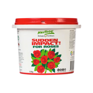 Sudden Impact For Roses