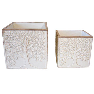 Planters Olive Tree
