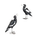 Magpies