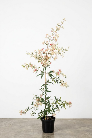 Ceratopetalum Christmas Bush