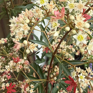 Ceratopetalum Christmas Bush