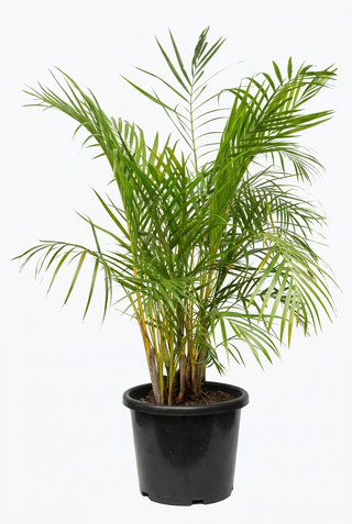 Palm Golden Cane