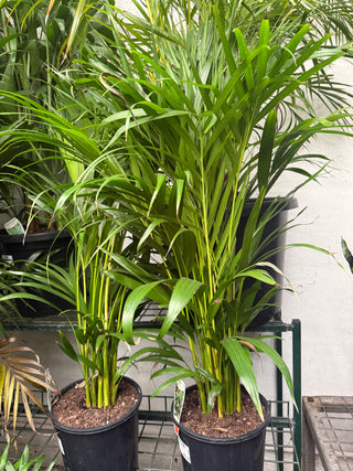 Annandale Garden Centre