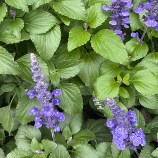 Salvia Mystic Spires