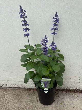 Salvia Mystic Spires