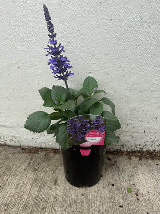 Salvia Mystic Spires