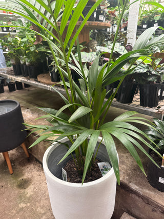 Palm Kentia