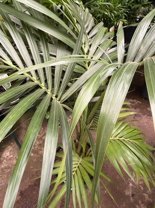 Palm Kentia