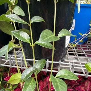 Annandale Garden Centre