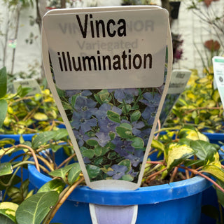 Vinca
