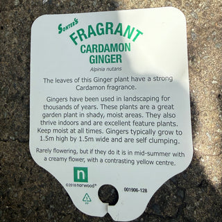 Cardamon Ginger
