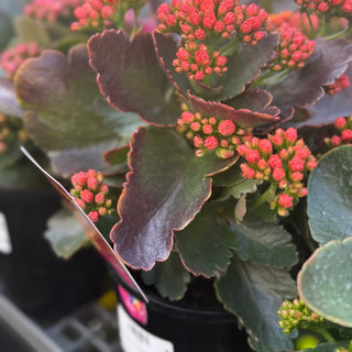 Kalanchoe