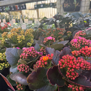 Kalanchoe