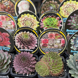 Collection of potted succulents with labels on a grid pattern at the Annandale Garden Centre.