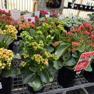 Kalanchoe