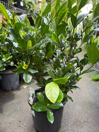 Gardenia Magnifica