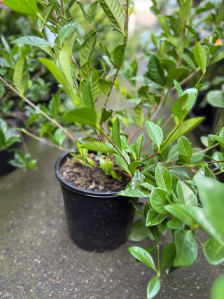 Gardenia Florida