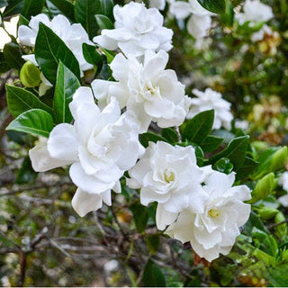 Gardenia Magnifica