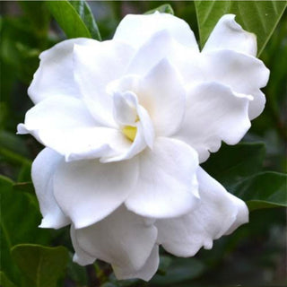 Gardenia Florida