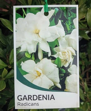Gardenia Radican