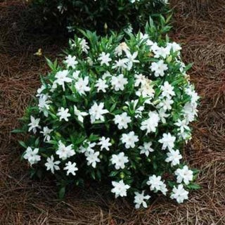 Gardenia Radican
