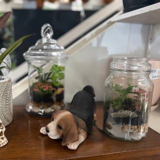 Terrariums