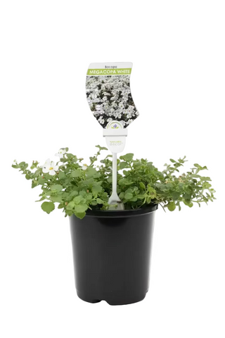 Bacopa