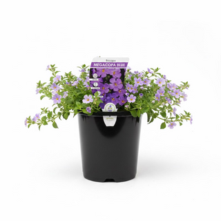 Bacopa