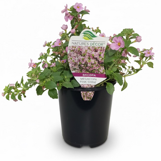 Bacopa