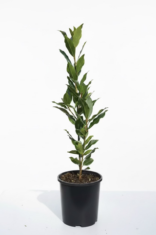 Bay Leaf Tree