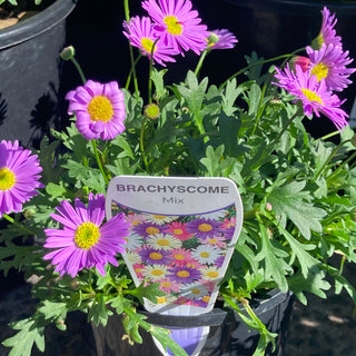 Brachyscome