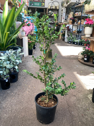 Buxus Japonica