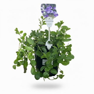 Convolvulous Sabiatus
