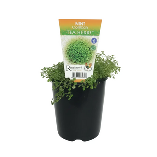 Corsican Mint