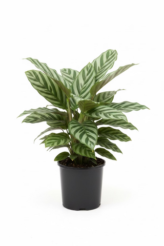 Calathea Freddy