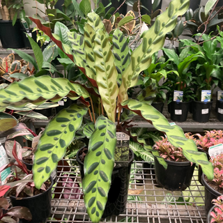 Calathea Insignis