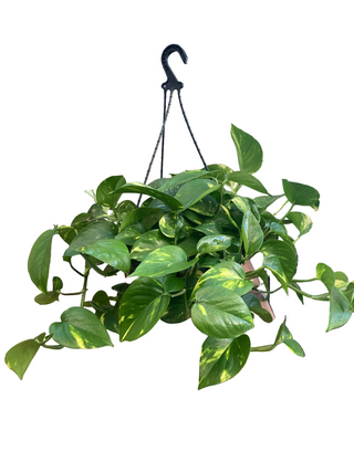 Devils Ivy Hanging Basket