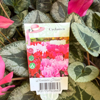 Cyclamen