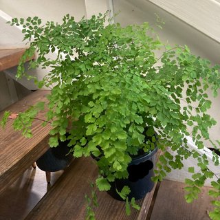 Fern Maidenhair