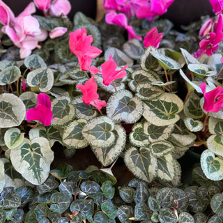 Cyclamen