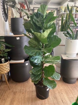 Ficus Lyrata