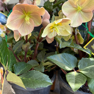 Helleborus