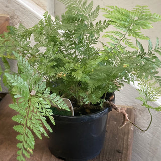 Fern Hare's Foot