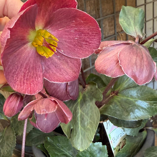 Helleborus